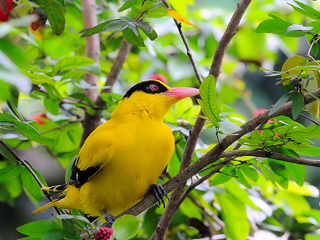 ② コウライウグイス　バード・パーク　マレーシア　Birdpark, Kuala Lumpur, Malaysia　2010/06/04　Photo by Kohyuh