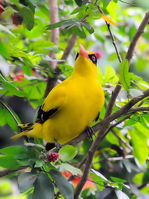 ③ コウライウグイス　バード・パーク　マレーシア　Birdpark, Kuala Lumpur, Malaysia　2010/06/04　Photo by Kohyuh