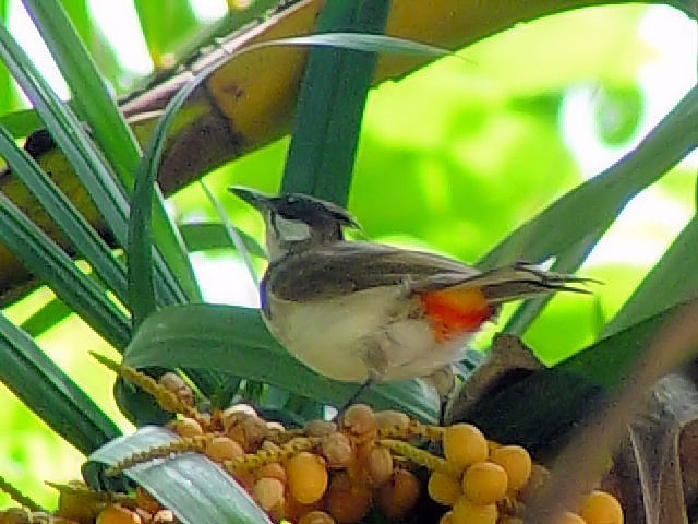 ① コウラウン　成鳥　チェンライ　タイ　Chiang Rai, Thailand　2008/06/25　Photo by Kohyuh