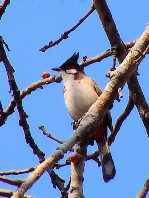 ② コウラウン　成鳥　チェンマイ　タイ　Chiang Mai, Thailand　2007/01/24　Photo by Kohyuh