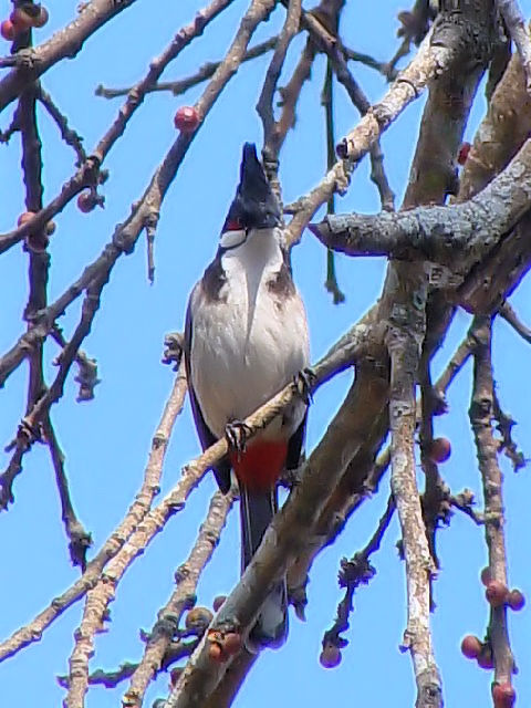 ③ コウラウン　成鳥　チェンマイ　タイ　Chiang Mai, Thailand　2007/01/24　Photo by Kohyuh