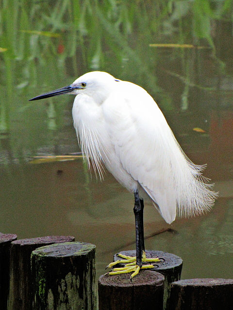 ① コサギ　成鳥　台北植物園　台北市　台湾　Taipei Botanical Garden, Taipei, Taiwan　2012/02/25　Photo by Kohyuh