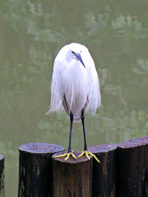 ② コサギ　成鳥　台北植物園　台北市　台湾　Taipei Botanical Garden, Taipei, Taiwan　2012/02/25　Photo by Kohyuh