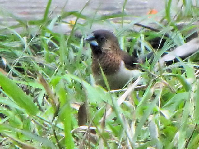 ① コシジロキンパラ　成鳥　トンニャット公園　ハノイ　ベトナム　Thong Nhat Park, Ha Noi, Vietnam　2010/01/20　Photo by Kohyuh