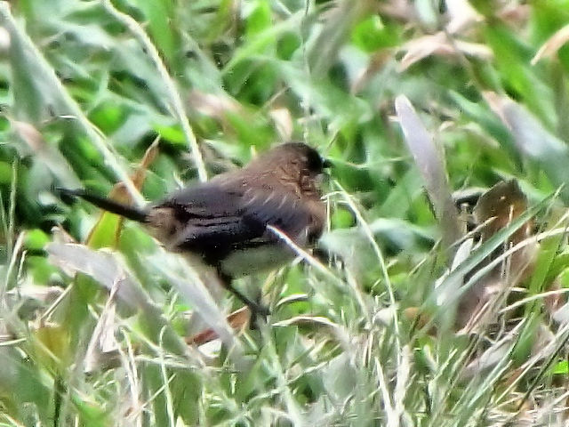 ② コシジロキンパラ　成鳥　トンニャット公園　ハノイ　ベトナム　Thong Nhat Park, Ha Noi, Vietnam　2010/01/20　Photo by Kohyuh