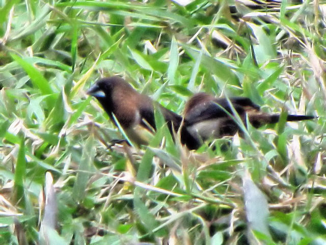 ③ コシジロキンパラ　成鳥　トンニャット公園　ハノイ　ベトナム　Thong Nhat Park, Ha Noi, Vietnam　2010/01/20　Photo by Kohyuh