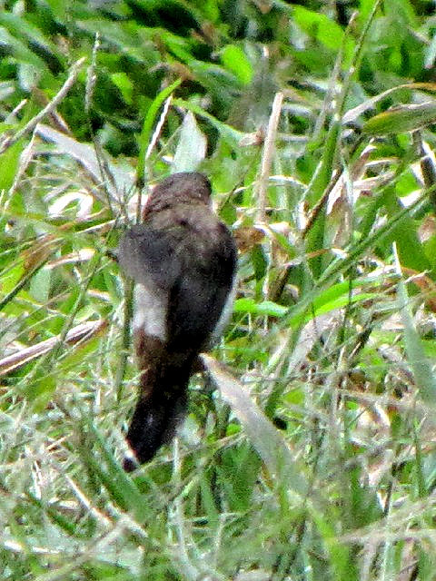 ④ コシジロキンパラ　成鳥　トンニャット公園　ハノイ　ベトナム　Thong Nhat Park, Ha Noi, Vietnam　2010/01/20　Photo by Kohyuh