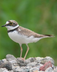 《コチドリ　成鳥　夏羽》　写真はクリックで拡大する