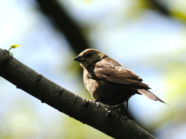 コウウチョウ ♀　成鳥　（３態-1）　セントラル・パーク　ニューヨーク　米国　Newyork, America　2013/05/13　Photo by Kohyuh