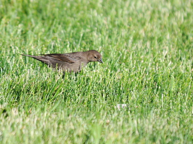 コウウチョウ ♀　成鳥　（６態-5）　西ポトマック公園　ワシントンＤＣ　米国　2013/05/26　Photo by Kohyuh