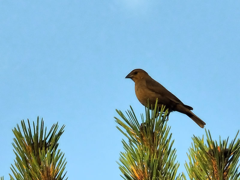 コウウチョウ♀　成鳥　ビーバーの牧草地　ロッキーマウンテン国立公園　米国　Beaver Meadow. Rocky Mountain National Park, USA　2013/07/02 Photo by Kohyuh