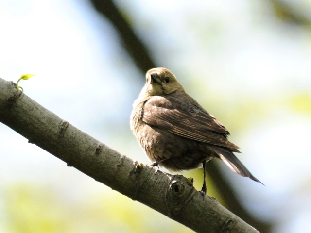 コウウチョウ ♀　成鳥　（３態-2）　セントラル・パーク　ニューヨーク　米国　Newyork, America　2013/05/13　Photo by Kohyuh