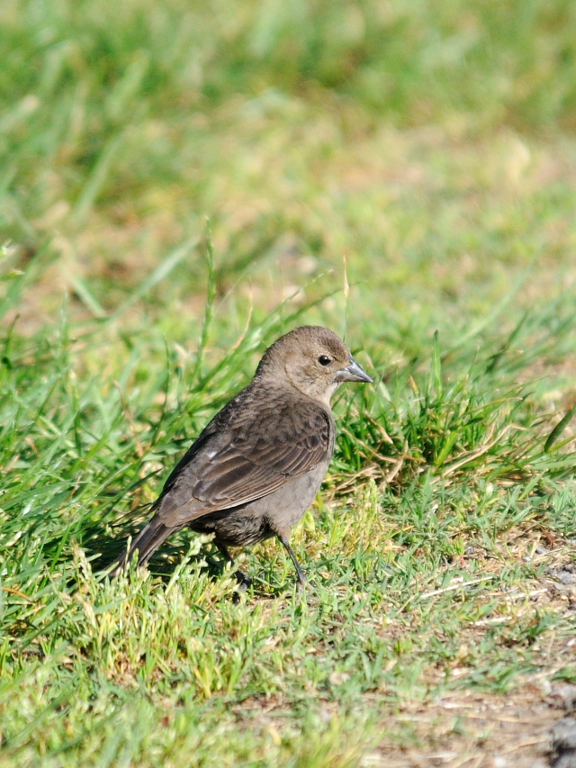 コウウチョウ ♀　成鳥　（６態-6）　西ポトマック公園　ワシントンＤＣ　米国　2013/05/26　Photo by Kohyuh