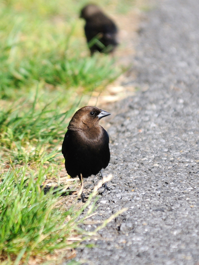 コウウチョウ ♂　成鳥　（６態-2）　西ポトマック公園　ワシントンＤＣ　米国　2013/05/26　Photo by Kohyuh