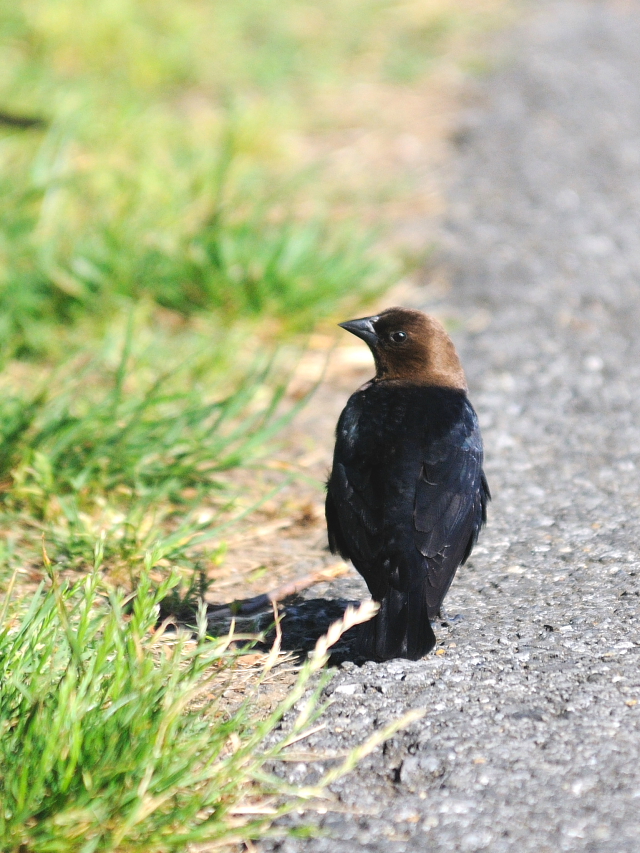 コウウチョウ ♂　成鳥　（６態-3）　西ポトマック公園　ワシントンＤＣ　米国　2013/05/26　Photo by Kohyuh