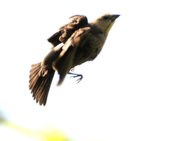 コウウチョウ ♀　成鳥　（３態-3）　セントラル・パーク　ニューヨーク　米国　Newyork, America　2013/05/13　Photo by Kohyuh