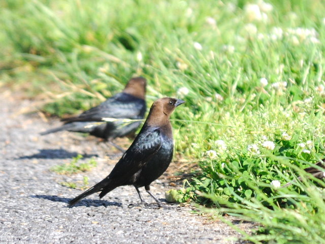 コウウチョウ ♂　成鳥　（６態-4）　西ポトマック公園　ワシントンＤＣ　米国　2013/05/26　Photo by Kohyuh