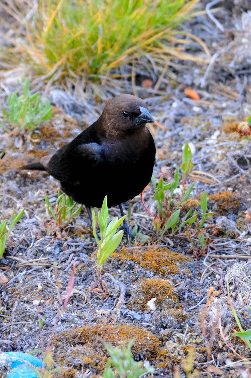 コウウチョウ♂　成鳥　西親指間欠泉水盤　イエローストーン国立公園　米国　West Thumb Geyser Basin, Yellowstone National Park, USA　2013/07/05 Photo by Kohyuh