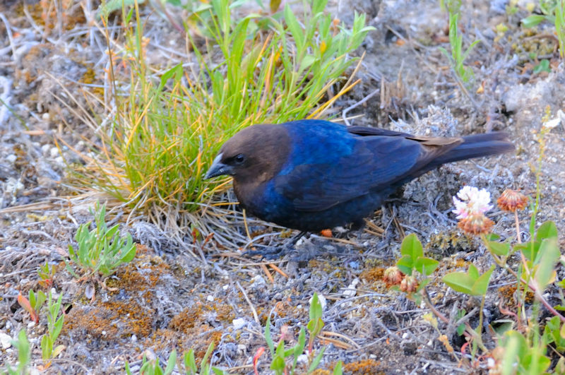 コウウチョウ♂　成鳥　西親指間欠泉水盤　イエローストーン国立公園　米国　West Thumb Geyser Basin, Yellowstone National Park, USA　2013/07/05 Photo by Kohyuh