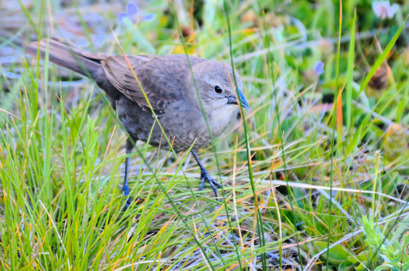 コウウチョウ幼鳥　西親指間欠泉水盤　イエローストーン国立公園　米国　West Thumb Geyser Basin, Yellowstone National Park, USA　2013/07/05 Photo by Kohyuh