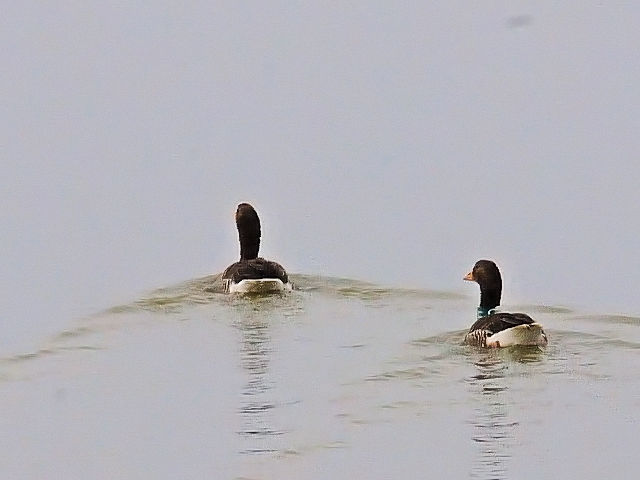 ① コザクラバシガン　オースト・バールデルス・プラッセン　東バールデルス堤防　オランダ　Oostvaardersplassen, Oostvaardersdijk, Netherlands　2011/06/06　Photo by Kohyuh