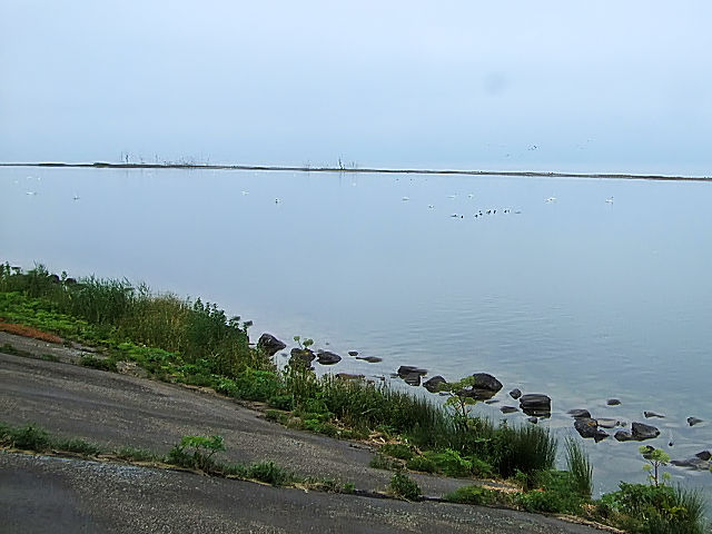 コザクラバシガンのいた池　小堤防の北側　2011/06/06　Photo by Kohyuh