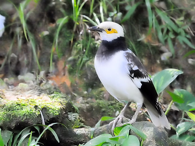 ① クビワムクドリ　バード・パーク　マレーシア　Birdpark, Kuala Lumpur, Malaysia　2010/06/04　Photo by Kohyuh