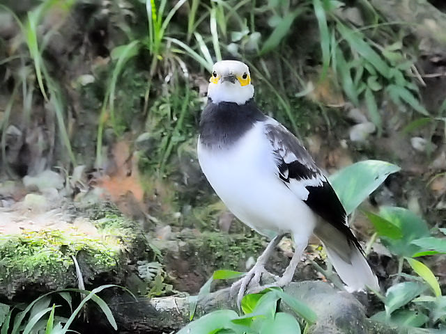 ② クビワムクドリ　バード・パーク　マレーシア　Birdpark, Kuala Lumpur, Malaysia　2010/06/04　Photo by Kohyuh