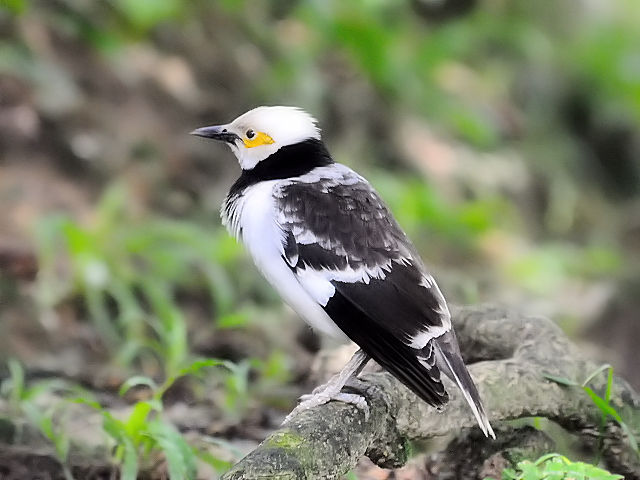 ③ クビワムクドリ　バード・パーク　マレーシア　Birdpark, Kuala Lumpur, Malaysia　2010/06/04　Photo by Kohyuh