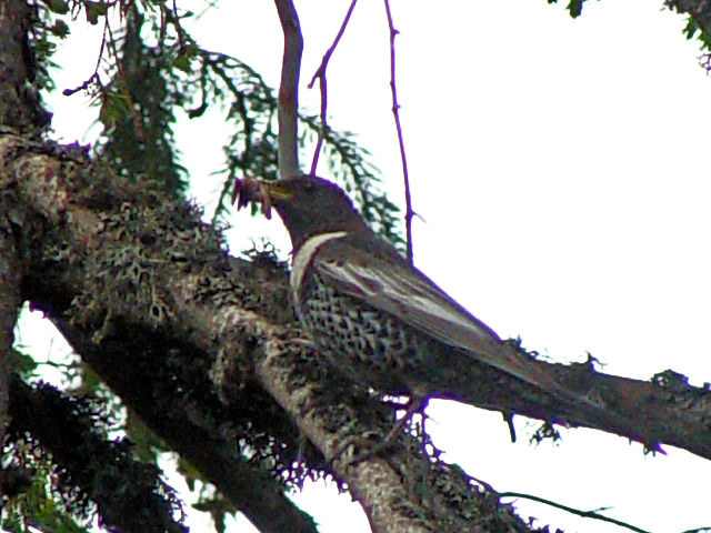 ① クビワツグミ ♂　　成鳥　ヴィソケー・タトリ　スロバキア　Vysoke Tatry, Slovakia　2007/05/26　Photo by Kohyuh