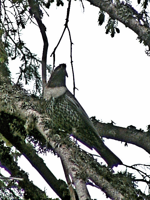 ② クビワツグミ ♂　　成鳥　ヴィソケー・タトリ　スロバキア　Vysoke Tatry, Slovakia　2007/05/26　Photo by Kohyuh