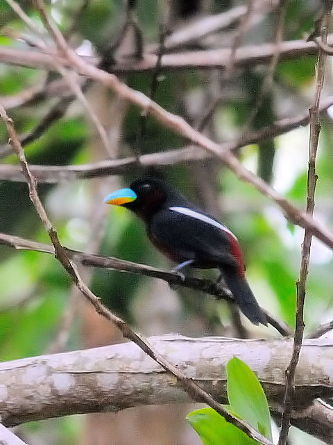 ① クロアカヒロハシ　成鳥　タマン・ネガラ　マレーシア　Taman Negara, Malaysia　2010/06/06　Photo by Kohyuh