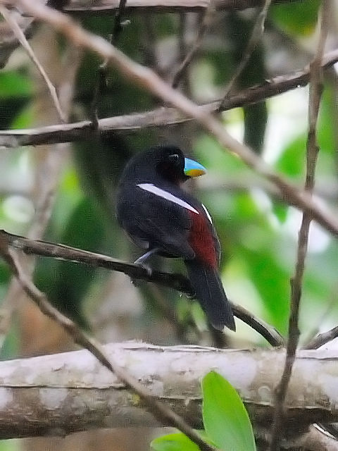 ② クロアカヒロハシ　成鳥　タマン・ネガラ　マレーシア　Taman Negara, Malaysia　2010/06/06　Photo by Kohyuh