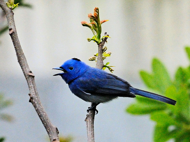 ② クロエリヒタキ　♂　成鳥　関渡（關渡）自然公園　台北市　台湾　Guandu Nature Park, Taipei, Taiwan　2012/02/26　Photo by Kohyuh