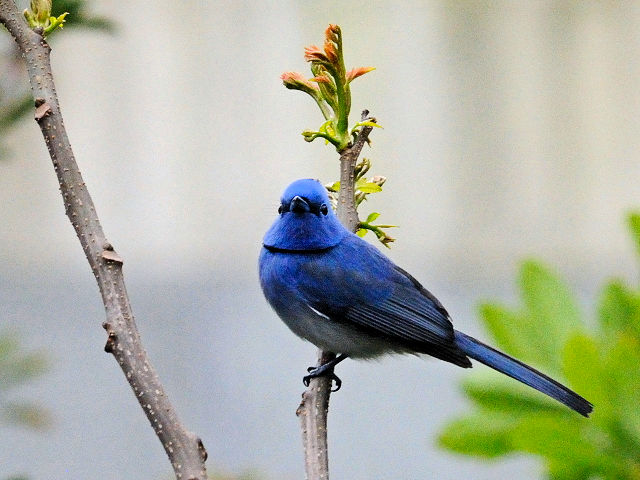 ③ クロエリヒタキ　♂　成鳥　関渡（關渡）自然公園　台北市　台湾　Guandu Nature Park, Taipei, Taiwan　2012/02/26　Photo by Kohyuh