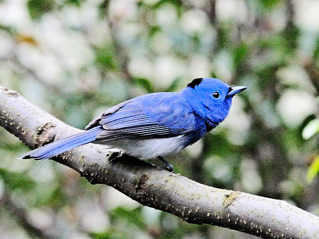 ④ クロエリヒタキ　♂　成鳥　関渡（關渡）自然公園　台北市　台湾　Guandu Nature Park, Taipei, Taiwan　2012/02/26　Photo by Kohyuh