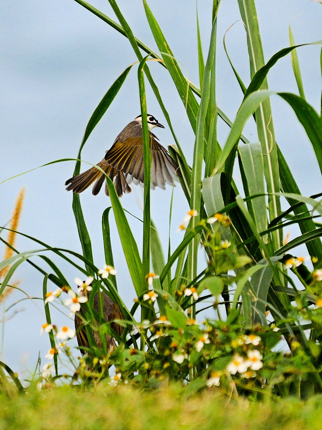 クロガシラ　成鳥（８態-8）　蕃薯寮休息區　東部海岸國家風景區　台東　台湾　Fanshuliao, East coast national scenic area, Taiwan　2012/12/01　Photo by Kohyuh