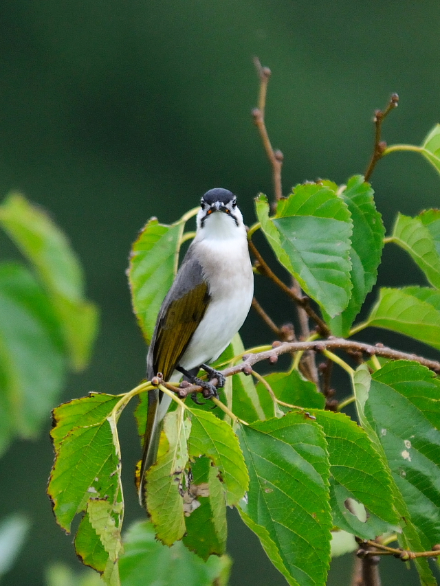 クロガシラ　成鳥（８態-2）　蕃薯寮休息區　東部海岸國家風景區　台東　台湾　Fanshuliao, East coast national scenic area, Taiwan　2012/12/01　Photo by Kohyuh