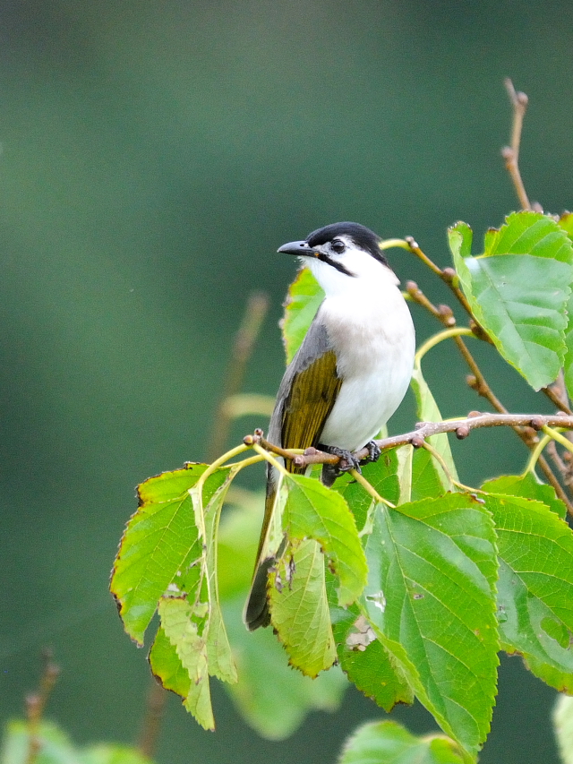 クロガシラ　成鳥（８態-3）　蕃薯寮休息區　東部海岸國家風景區　台東　台湾　Fanshuliao, East coast national scenic area, Taiwan　2012/12/01　Photo by Kohyuh