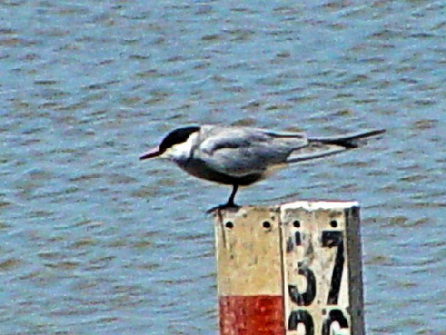 A NnAWTV@@ĉH@hj[i@XyC@Donana National Park, Spain@2005/05/05@Photo by Kohyuh