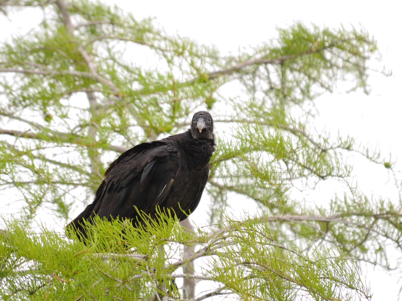 クロコンドル（２態-1）　マイアミ近郊　フロリダ　米国　near by Miami, Florida, USA　2013/06/05　Photo by Kohyuh