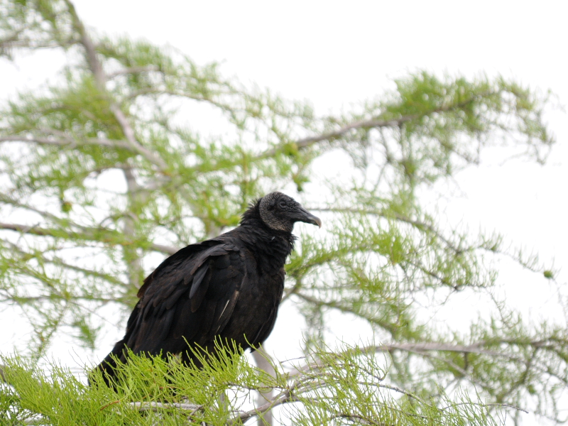 クロコンドル（２態-2）　マイアミ近郊　フロリダ　米国　near by Miami, Florida, USA　2013/06/05　Photo by Kohyuh