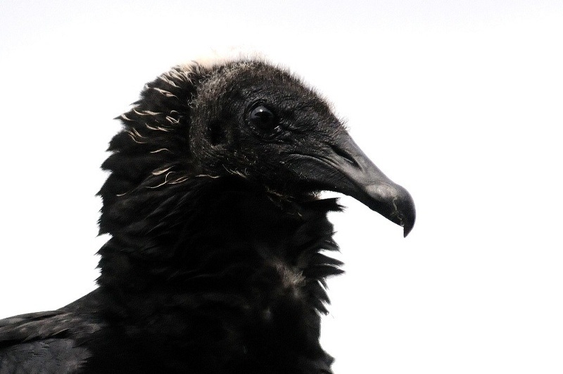 クロコンドル若鳥 （頭部） 　ネイプルズ近郊　Near by Naples, Florida, USA　2013/06/06　Photo by Kohyuh