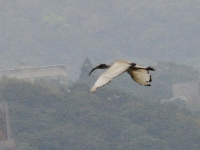 ① アフリカクロトキ　成鳥　関渡（關渡）自然公園　台北市　台湾　Guandu Nature Park, Taipei, Taiwan　2012/02/26　Photo by Kohyuh