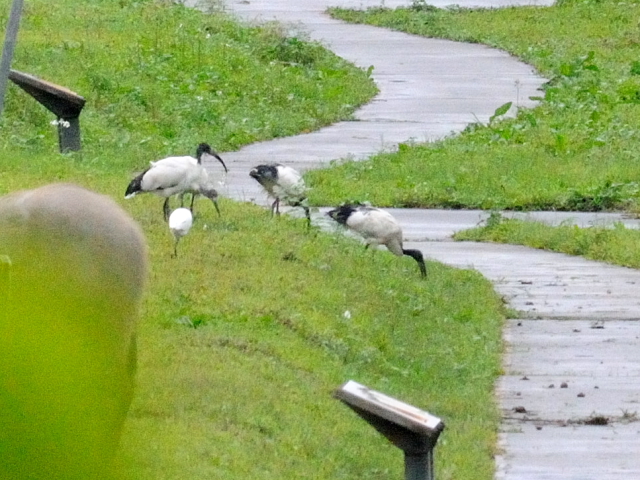 ③ アフリカクロトキ　成鳥　関渡（關渡）自然公園　台北市　台湾　Guandu Nature Park, Taipei, Taiwan　2012/02/26　Photo by Kohyuh