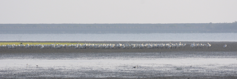 ① クロツラヘラサギの群れ　くろつらへらさぎ生態展示館　台南市　台湾　Black-faced Spoonbill Ecology Exhibition Hall, Tainan, Taiwan　2012/03/06　Photo by Kohyuh