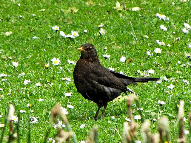 ④ クロウタドリ　成鳥　♀　エジンバラ城　スコットランド　Edinburgh Castle, Scotland　2009/05/16　Photo by Kohyuh