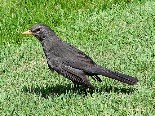 ③ クロウタドリ　♀　アランフェス　スペイン　Aranjuez, Spain　2005/04/20　Photo by Kohyuh