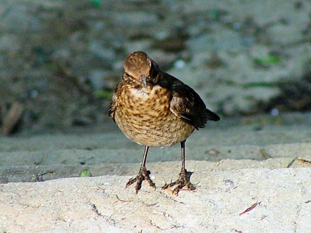 ⑤ クロウタドリ　幼鳥　シナイア　ルーマニア　Sinaia, Romania　2008/06/12　Photo by Kohyuh