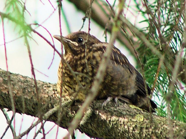 ⑦ クロウタドリ　幼鳥　シナイア　ルーマニア　Sinaia, Romania　2008/06/12　Photo by Kohyuh